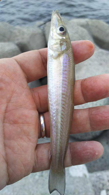 灘浜で投げる！