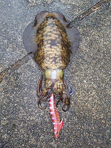 エギ、アジ、エギ