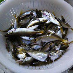 ファミリーフィッシング