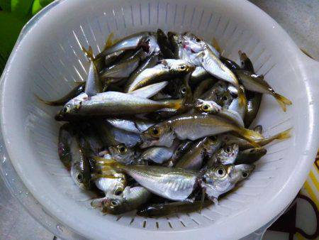 ファミリーフィッシング