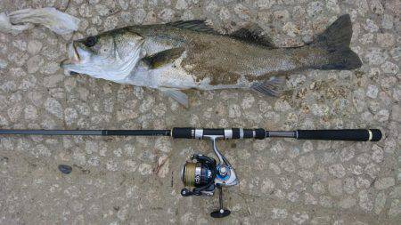 シーバスゲット