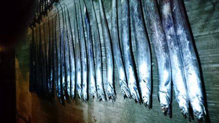 タチウオ大爆釣