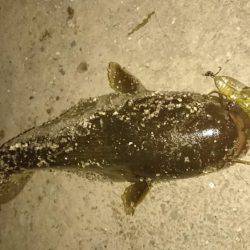 夕涼みナマジング