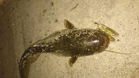 夕涼みナマジング