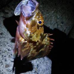 ロックフィッシュ