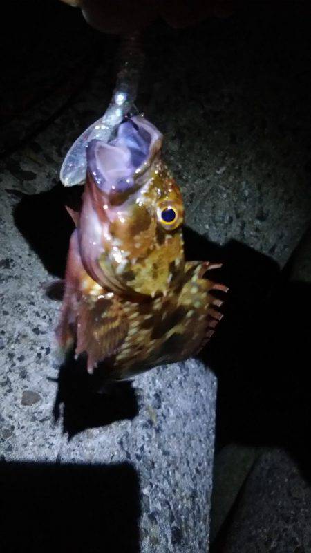 ロックフィッシュ