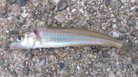 エサ取り多く苦戦