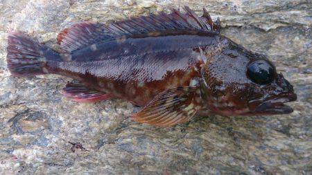 人多く賑わった漁港