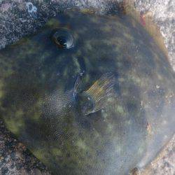 暑いなかバクチョウ