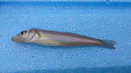 二桁は難しいかな