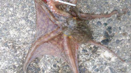 マッチョなあいつ