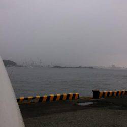 雨上がりのヒラマサ