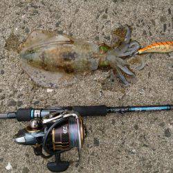 ちょいエギング