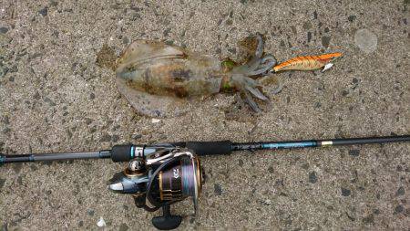 ちょいエギング