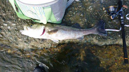 チニング無釣果～シーバスゲット