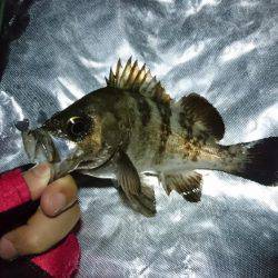 メバリングとその他