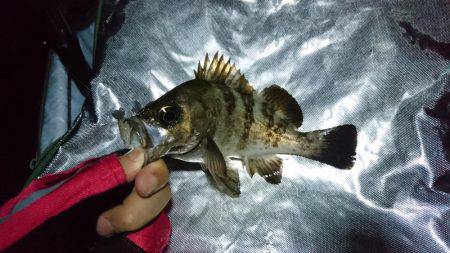 メバリングとその他