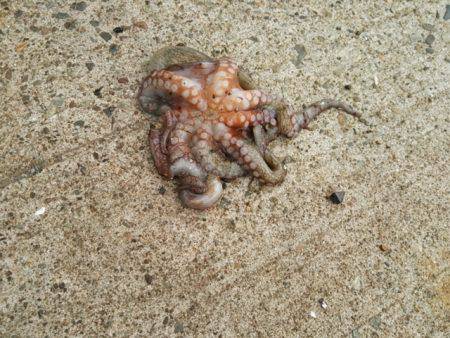 オクトパッシング