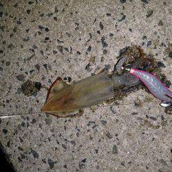 ケンサキが食べたくて