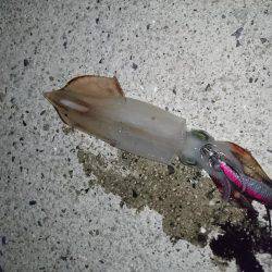 ケンサキが釣りたくて