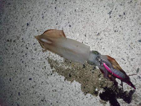 ケンサキが釣りたくて