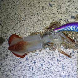 ケンサキエギング