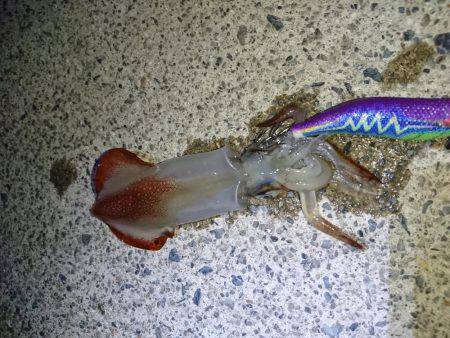 ケンサキエギング