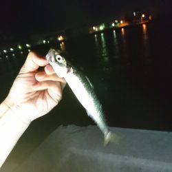 サビキがしたい…です。