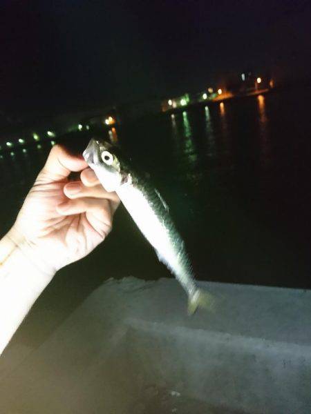 サビキがしたい…です。