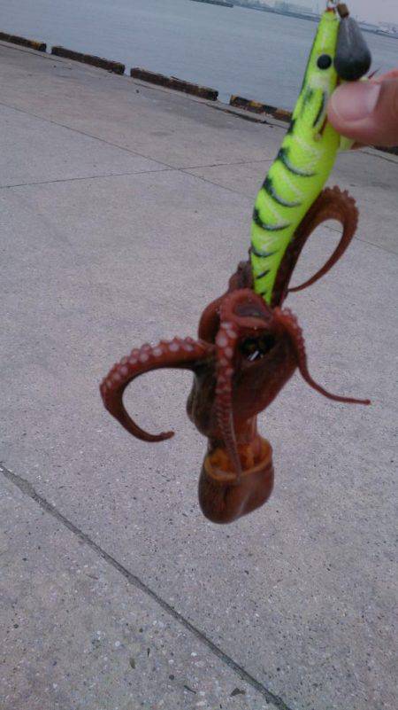 タコ飯にしよう！