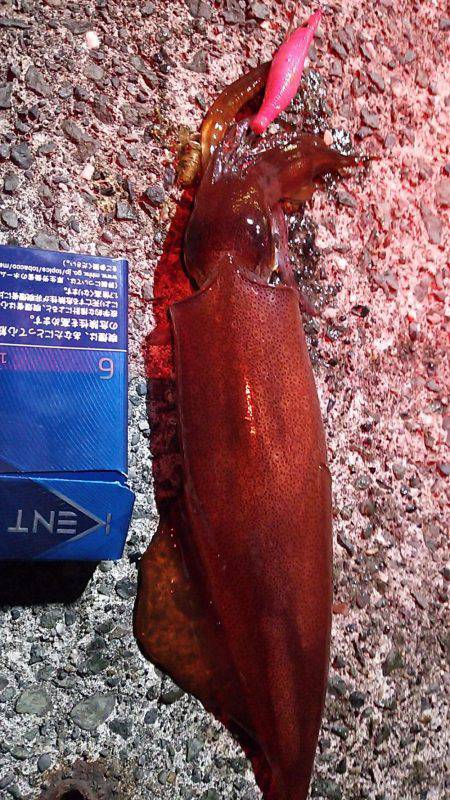 はぐれケンサキ