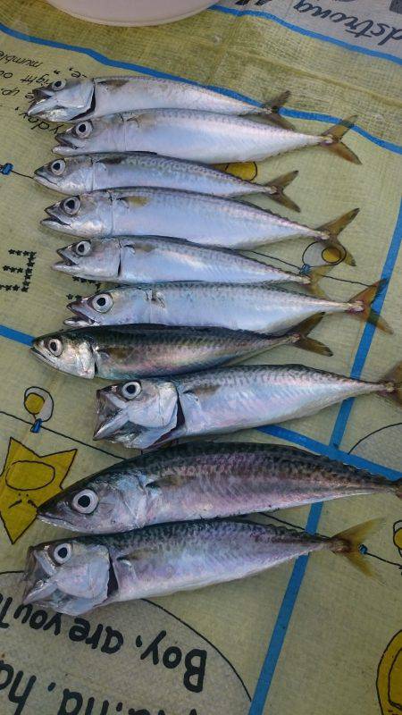 豆アジ大漁＆サバも大きくなってきた
