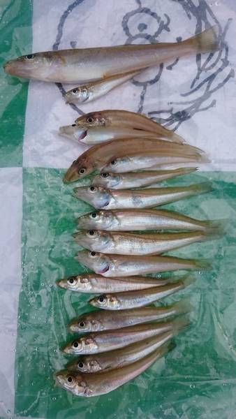 キス・ベラ・ガッチョ