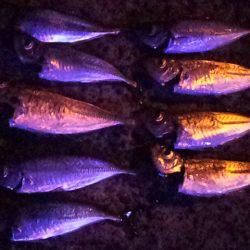 のんびりと夜釣り