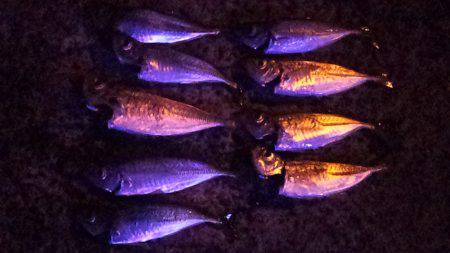 のんびりと夜釣り