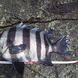 サンバソウの数釣り