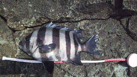 サンバソウの数釣り