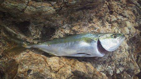 小さいけど青物ゲット