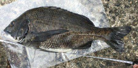 初のヘチ釣りでチヌ♪