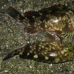 真夏のガシラ調査