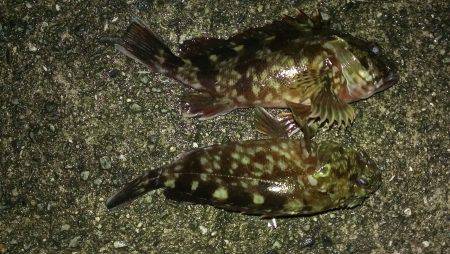 真夏のガシラ調査