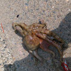 オクトパッシング！