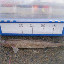 キス釣りのはずが・・・