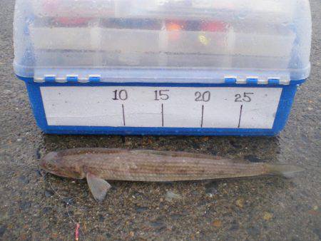 キス釣りのはずが・・・