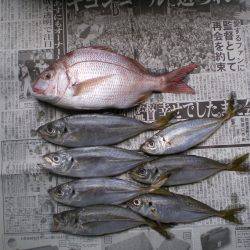 のんびりと夜釣り