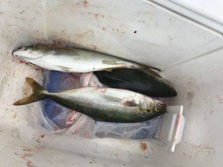 ツバスいました！