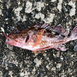 釣り難しいなか…。