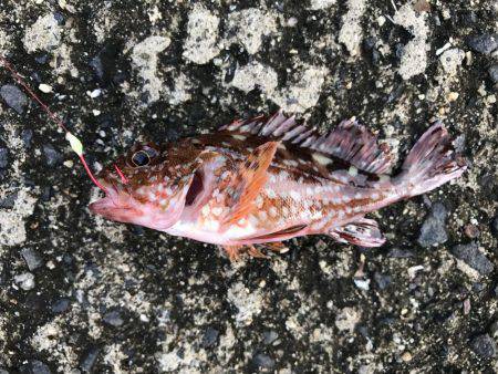 釣り難しいなか…。