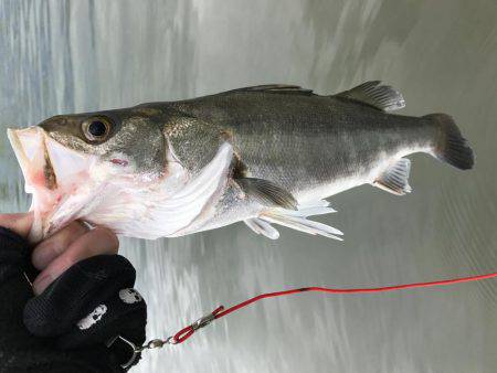 今季初デイゲーム