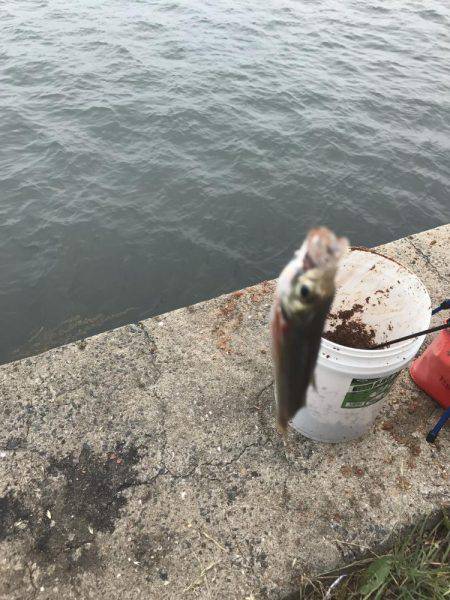 苅田港周辺釣行